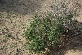 Image result for Suaeda vermiculata