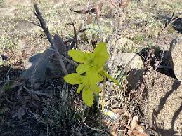 Image result for Moraea verdickii
