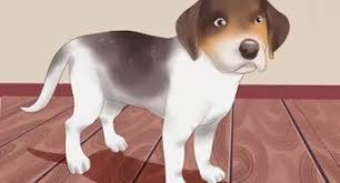 Süße welpen suchen noch ein zu hause. Was Du Gegen Dunnen Stuhlgang Beim Hund Tun Kannst Wikihow