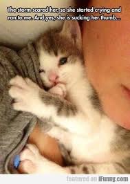 15 Times Pets Got Scared And Became Unbelievably Cuter Cute Animals Funny Animal Pictures Funny Cat Memes