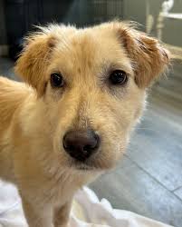 Funny moments with Golden Retrievers