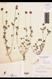 Image result for Zornia pratensis