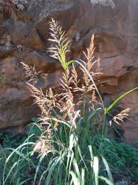 Image result for Helichrysum harveyanum
