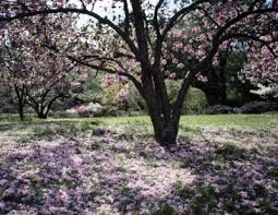 Contribute to giuspen/cherrytree development by creating an account on github. Problems With Tree Bark Separating From A Cherry Tree