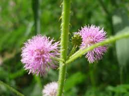 Image result for Mimosa diplotricha