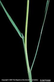 Image result for Agrostis continuata