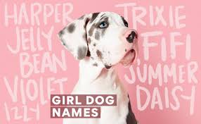 This is an amazing feelings when you welcoming a new puppy in your home. Girl Dog Names 400 Female Dog Names 2021 Bechewy