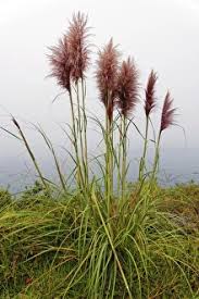 Image result for Pogonatherum paniceum