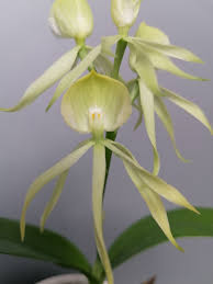 Image result for Angraecum conchiferum