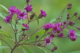 Image result for Vernonia infundibularis