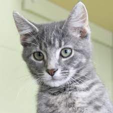 A tabby cat has a superb personality. Adoptable Animal Humane Society Of Jefferson County Wisconsin Grey Tabby Cats Grey Tabby Kittens Tabby Cat