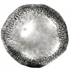 Image result for Aniseia martinicensis