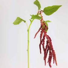 Image result for Amaranthus