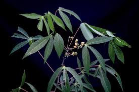 Image result for Manihot esculenta