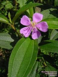 Image result for Melhania acuminata