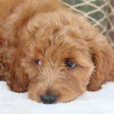 We have been breeding golden retrievers for 17 years. Goldendoodle Puppies Near Dallas Tx Home Southland Puppies