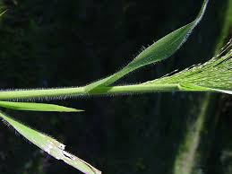 Image result for Panicum pilgeri