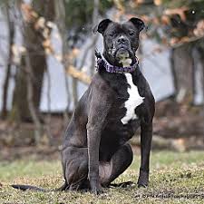 Search for rescue dogs for adoption. Boxer Puppies For Sale In Maryland Adoptapet Com