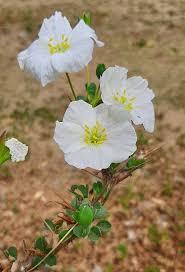 Image result for Monsonia senegalensis