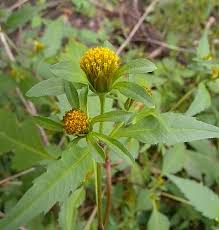 Image result for Bidens steppia