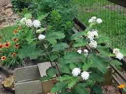 Photo Of Redring Milkweed Asclepias Variegata Uploaded By Myles Asclepias Milkweed Plants