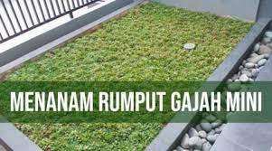 Itulah cara perawatan rumput gajah mini yang telah anda tanam. Cara Menanam Rumput Gajah Mini Yang Benar Kutanam