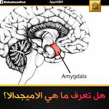 الأميجدالا amygdala أو اللوزة الدماغية وهي المنطقة في الدماغ المرتبطة في المقام الأول بالاحساس والعواطف الإنسانية يشتق اسمها من الكلمة اليونانية amygdale و