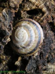 Caracolus sagemon coutini (clench and aguayo, 1951). Caracolus Sagemon Wildlife Photo Gallery Tieres Webseite