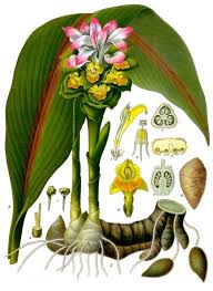 Pokok kunyit putih ada ubi super stabil ada ubi dan boleh. Kunyit Emas Wikipedia Bahasa Melayu Ensiklopedia Bebas