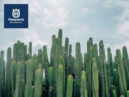 ¿cuánto tiempo duran las flores de los cactus? Todo Lo Que Debes Saber Sobre Los Cactus Plantas De Moda En Decoracion