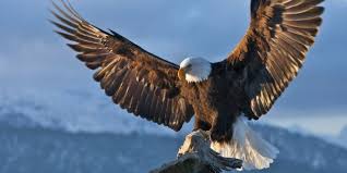 Bald Eagle Conservation Is An Amazing Success Story As Birds Thrive In Chesapeake Bay Eagle Wallpaper Bald Eagle Eagle Images