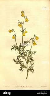 Image result for Hermannia quartiniana