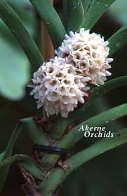 Image result for Ancistrorhynchus clandestinus