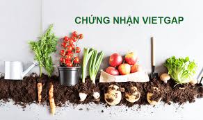 Nguyên tắc 4 đúng của VietGAP khi sử dụng thuốc BVTV