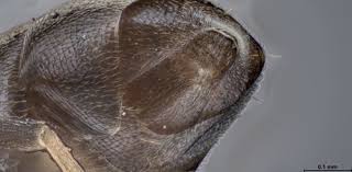 Image result for Thesium pygmaeum