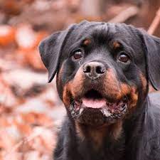 Check spelling or type a new query. Australian Shepherd Rottweiler Mix Full Guide To Aussie Rottweilers Hubpages
