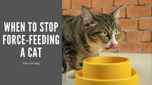 He said that if that's the case i'll need to see a dental specialist, but some options could be. When To Stop Force Feeding A Cat Kitty Cats Blog
