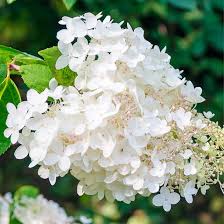 Image result for Gaertnera paniculata