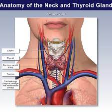 Glands in neck diagram the anatomy of neck and. Anatomy Of The Neck And Thyroid Gland Trialexhibits Inc