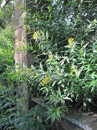 Image result for Cestrum parqui