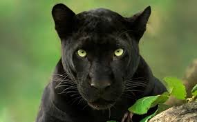 Three-year tracking of elusive black panther evolves into NatGeo  documentary - The Federal