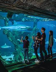 See Creatures Of The Sea And More At Shark Reef Aquarium In Las Vegas Las Vegas Magazine