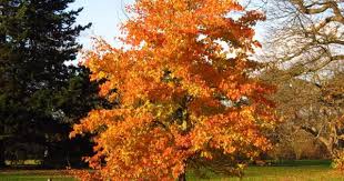 Image result for Liquidambar formosana