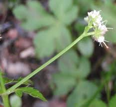 Image result for Sanicula elata