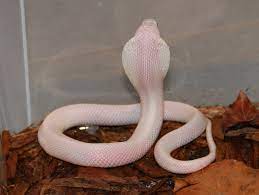 The White Leucistic Cobra King Cobra Snake Cobra Snake King Cobra