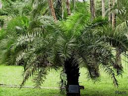 Image result for Faroa pusilla