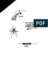 Daur hidup nyamuk pada tahap pertama dimulai dari telur yang dikeluarkan oleh nyamuk betina. Kitaran Hidup Nyamuk