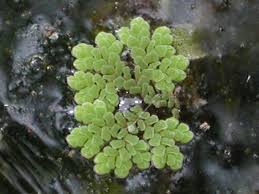 Image result for Salviniaceae