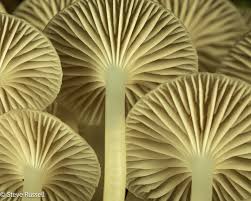 Image result for Pycreus gracillimus