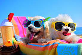 They were historically the period following the heliacal rising of the star system sirius, which hellenistic astrology connected with heat, drought, sudden thunderstorms, lethargy, fever, mad dogs, and bad luck. Dog Days Of Summer Keep Your Hair Hydrated At K Bella